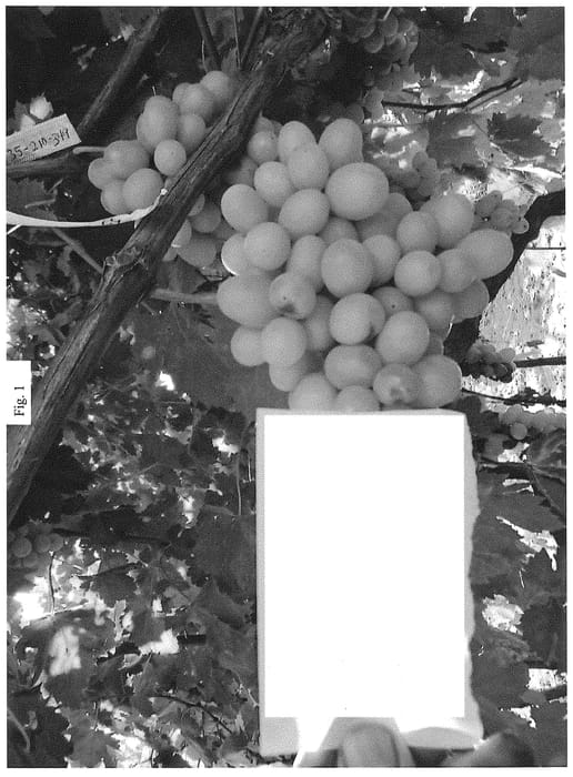 Figure 1 of US plant patent PP35091, the photograph of SV35-210-349 printed in the patent.
