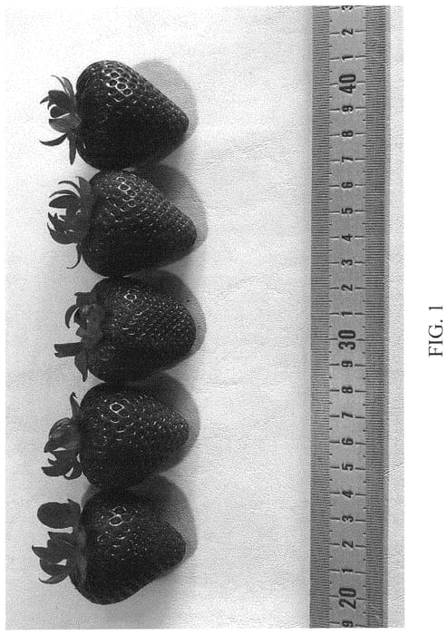 Figure 1 of US plant patent PP35092, the photograph of DrisStrawOneHundredTwo printed in the patent.