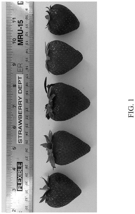 Figure 1 of US plant patent PP35093, the photograph of DrisStrawOneHundredThree printed in the patent.
