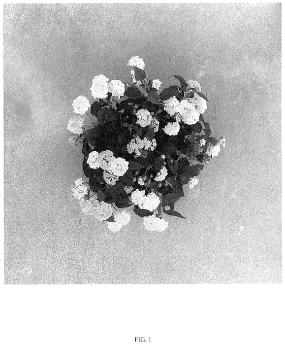 Figure 1 of US plant patent PP35094, the photograph of SAILAN004 printed in the patent.