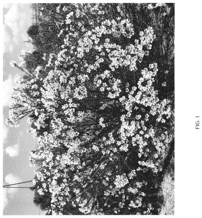 Figure 1 of US plant patent PP35095, the photograph of SIRIUS printed in the patent.