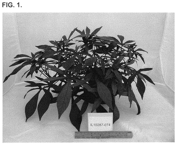 Figure 1 of US plant patent PP35096, the photograph of NCORNSP-030ILPL printed in the patent.