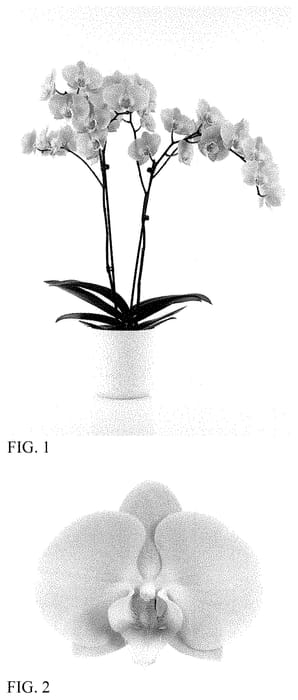 Figure 1 of US plant patent PP35097, the photograph of MI01930 printed in the patent.