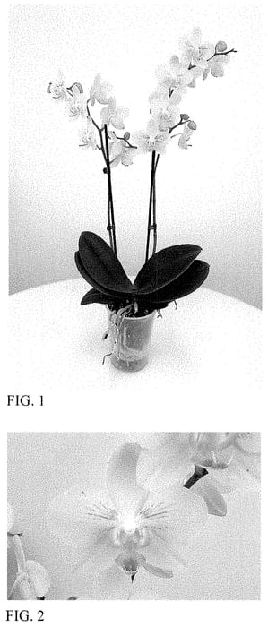 Figure 1 of US plant patent PP35098, the photograph of MI02648 printed in the patent.