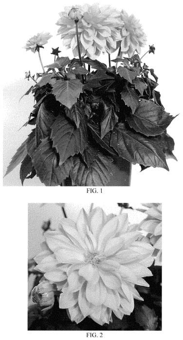 Figure 1 of US plant patent PP35099, the photograph of Baldadenapr printed in the patent.