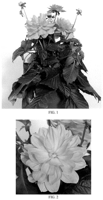 Figure 1 of US plant patent PP35100, the photograph of Baldaora printed in the patent.