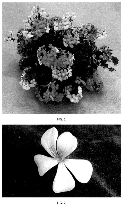 Figure 1 of US plant patent PP35101, the photograph of PEQZ0097 printed in the patent.