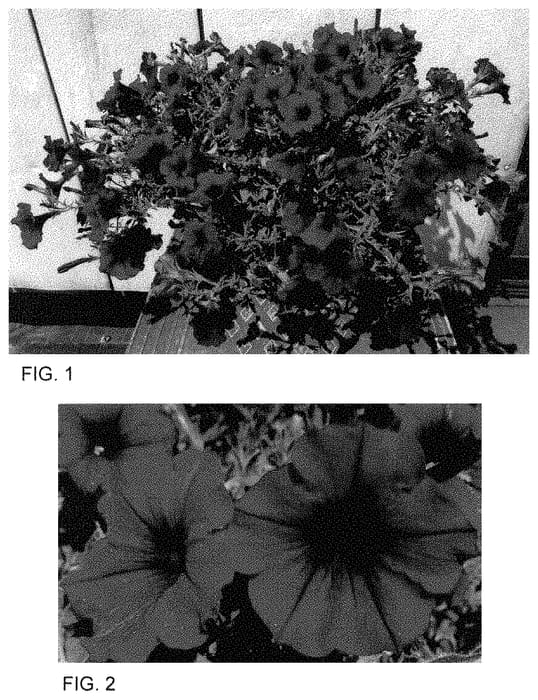 Figure 1 of US plant patent PP35102, the photograph of Surf Ohakuni printed in the patent.
