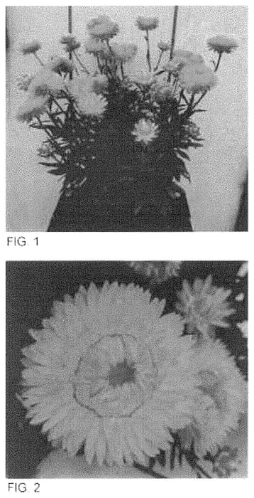 Figure 1 of US plant patent PP35103, the photograph of Bonxer 1639 printed in the patent.