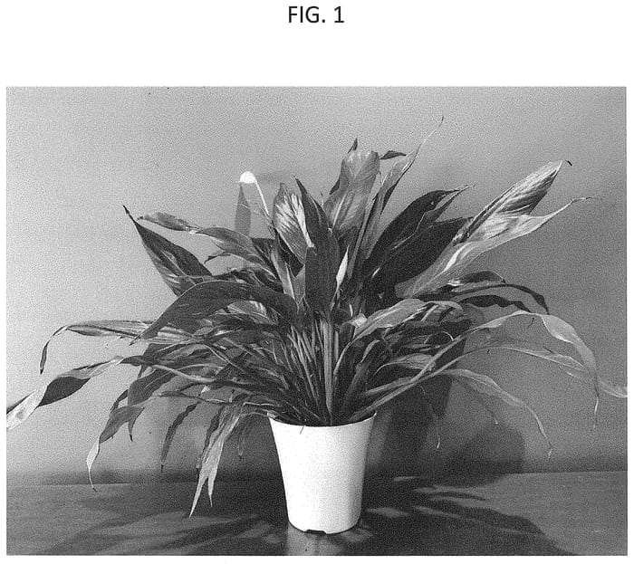 Figure 1 of US plant patent PP35104, the photograph of CORSPAVAR2 printed in the patent.
