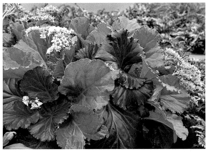Figure 1 of US plant patent PP35105, the photograph of Ripple Effect printed in the patent.