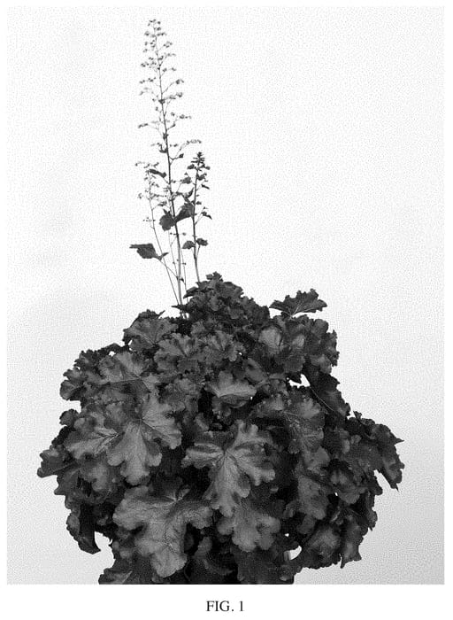 Figure 1 of US plant patent PP35106, the photograph of Toncka 308 printed in the patent.