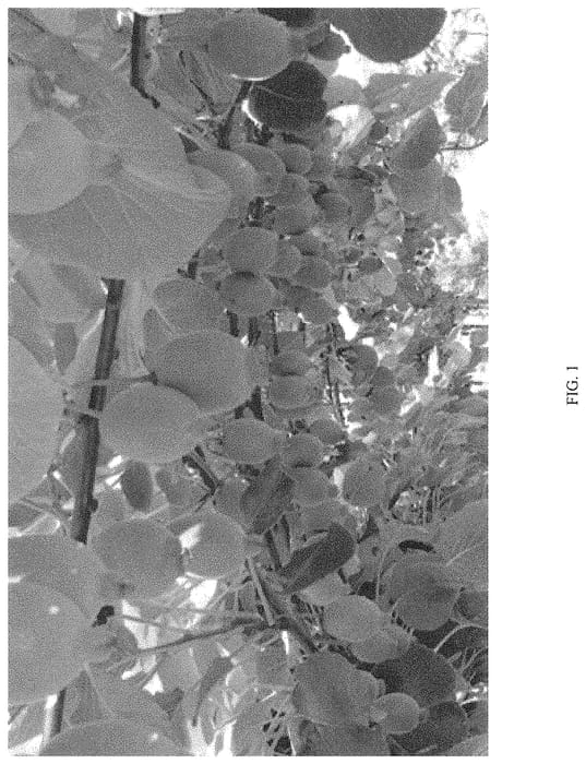 Figure 1 of US plant patent PP35107, the photograph of H14 printed in the patent.