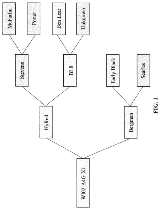 Figure 1 of US plant patent PP35108, the photograph of WI02-A4G-X1 printed in the patent.