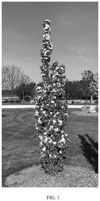 Figure 1 of US plant patent PP35109, the photograph of Jefwall printed in the patent.
