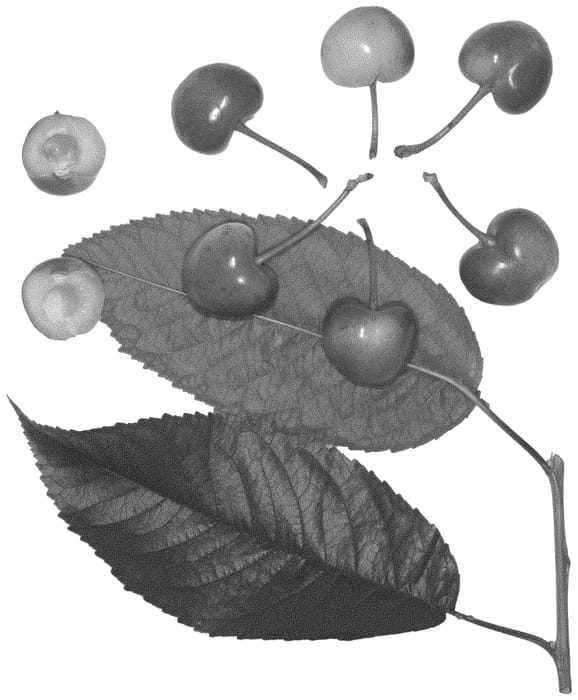 Figure 1 of US plant patent PP35110, the photograph of Royal Blush printed in the patent.