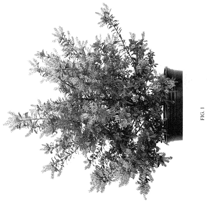 Figure 1 of US plant patent PP35111, the photograph of BLCM05 printed in the patent.