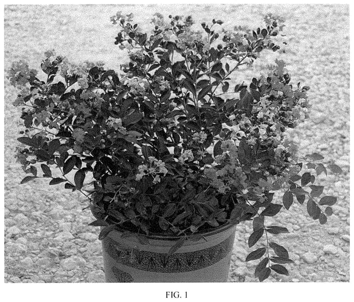 Figure 1 of US plant patent PP35112, the photograph of JBG 19003 printed in the patent.