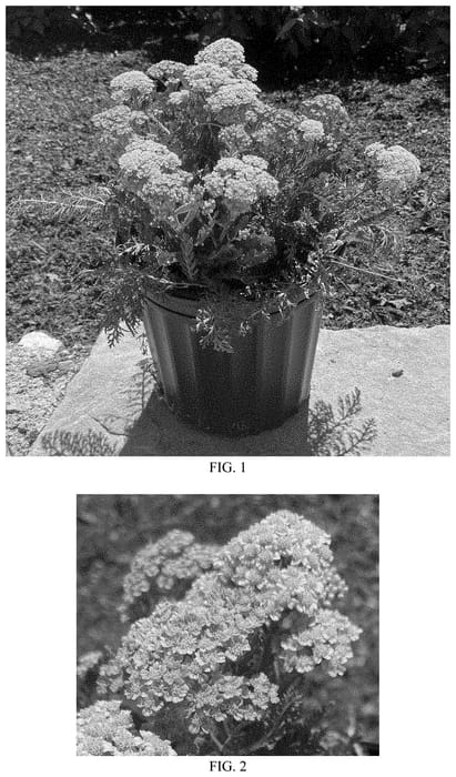 Figure 1 of US plant patent PP35113, the photograph of FLORACHYE2 printed in the patent.