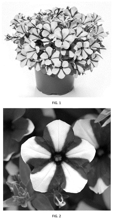 Figure 1 of US plant patent PP35114, the photograph of PEHY0076 printed in the patent.