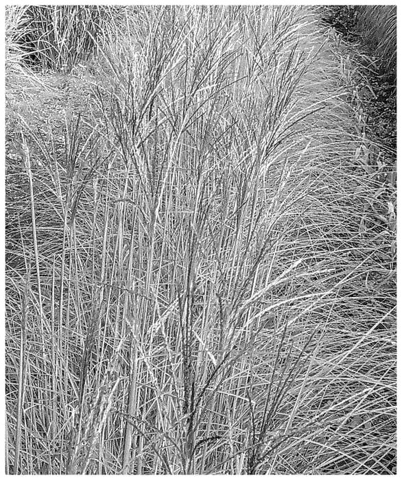 Figure 1 of US plant patent PP35115, the photograph of Sunlit Satin printed in the patent.
