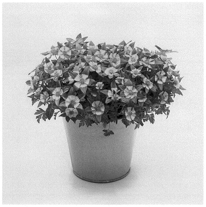 Figure 1 of US plant patent PP35116, the photograph of KLEBF21468 printed in the patent.