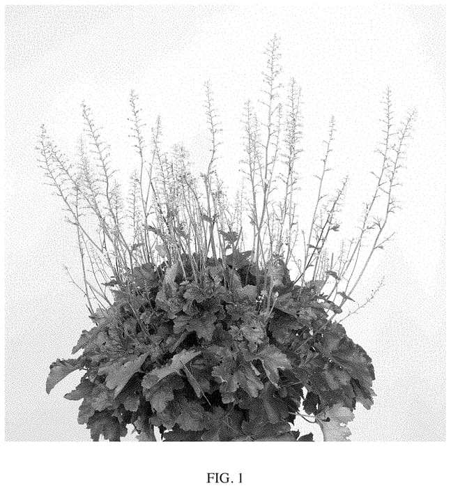 Figure 1 of US plant patent PP35117, the photograph of Toncka 306 printed in the patent.