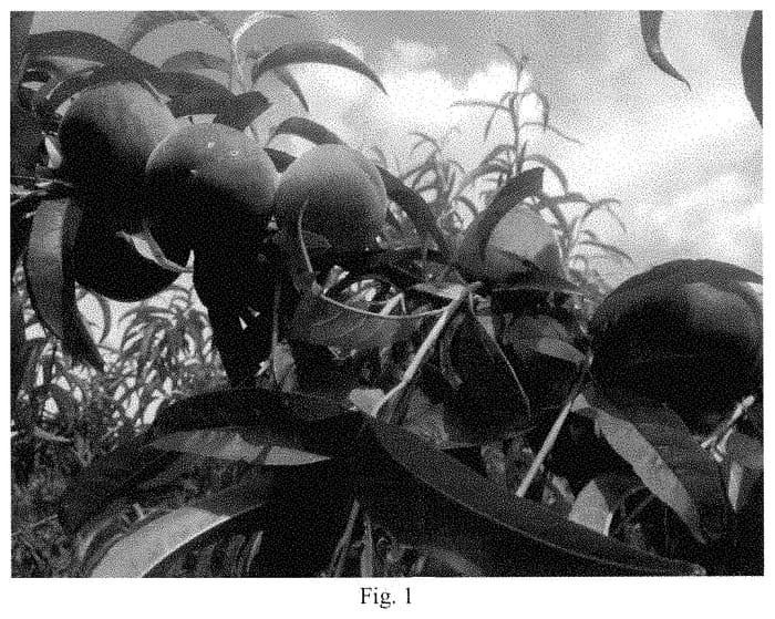 Figure 1 of US plant patent PP35118, the photograph of May Joy printed in the patent.