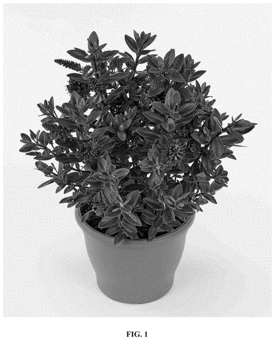 Figure 1 of US plant patent PP35119, the photograph of HL1802005 printed in the patent.