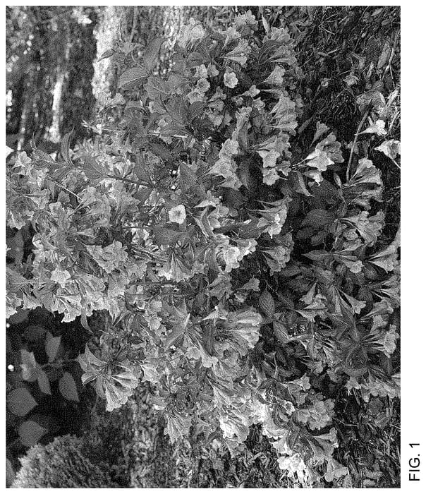 Figure 1 of US plant patent PP35120, the photograph of SMNWFG printed in the patent.