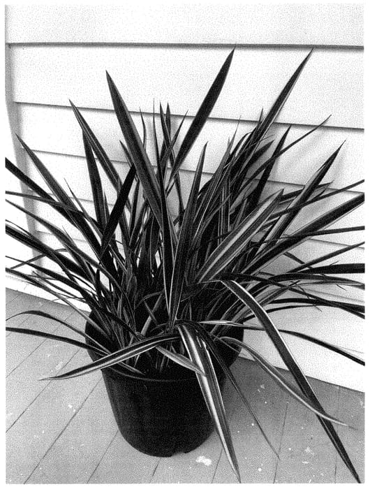 Figure 1 of US plant patent PP35121, the photograph of PKFJTB18 printed in the patent.