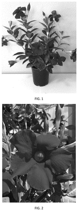 Figure 1 of US plant patent PP35122, the photograph of MANZ0023 printed in the patent.