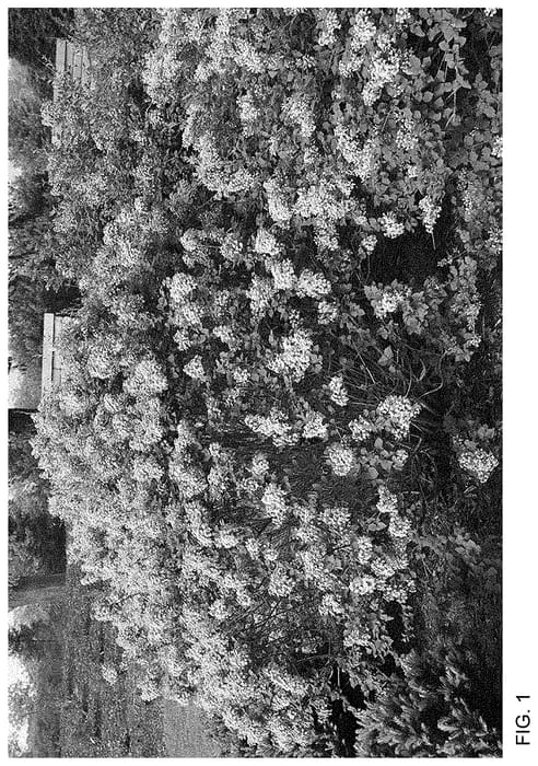 Figure 1 of US plant patent PP35123, the photograph of SMNSPTP printed in the patent.