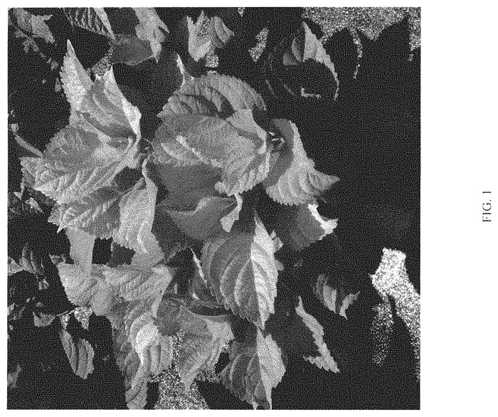 Figure 1 of US plant patent PP35124, the photograph of CE-01-20 printed in the patent.