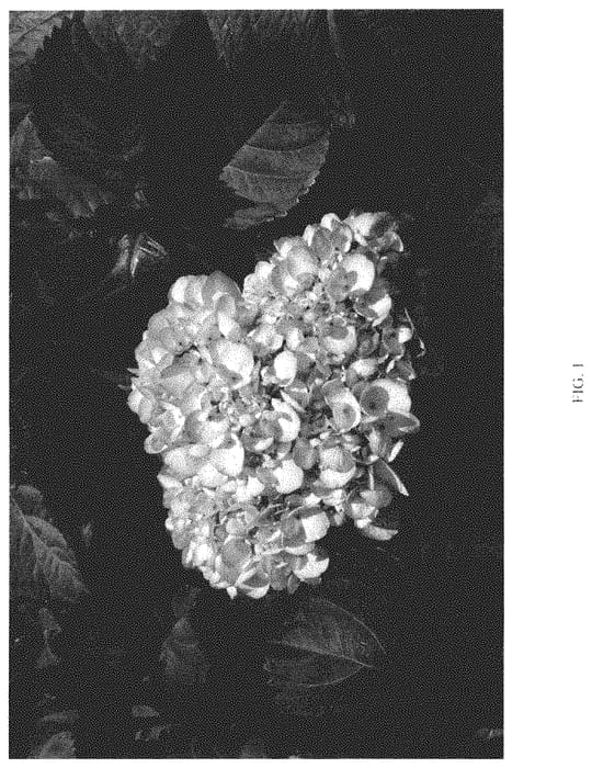 Figure 1 of US plant patent PP35125, the photograph of RLL-12-20 printed in the patent.