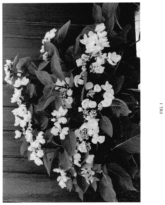 Figure 1 of US plant patent PP35126, the photograph of CAMCHO45 printed in the patent.