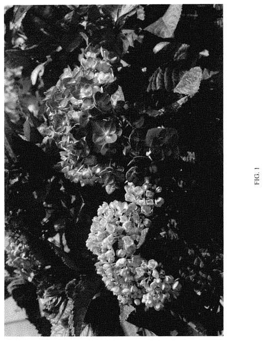 Figure 1 of US plant patent PP35127, the photograph of SC-05-20 printed in the patent.