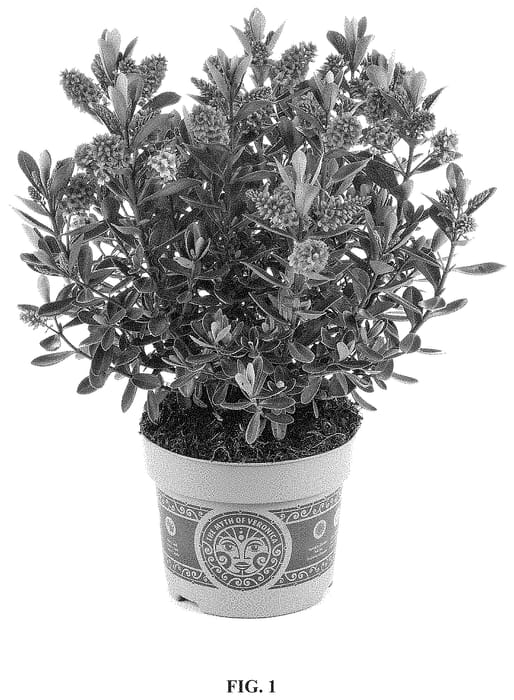 Figure 1 of US plant patent PP35128, the photograph of HM1803011 printed in the patent.