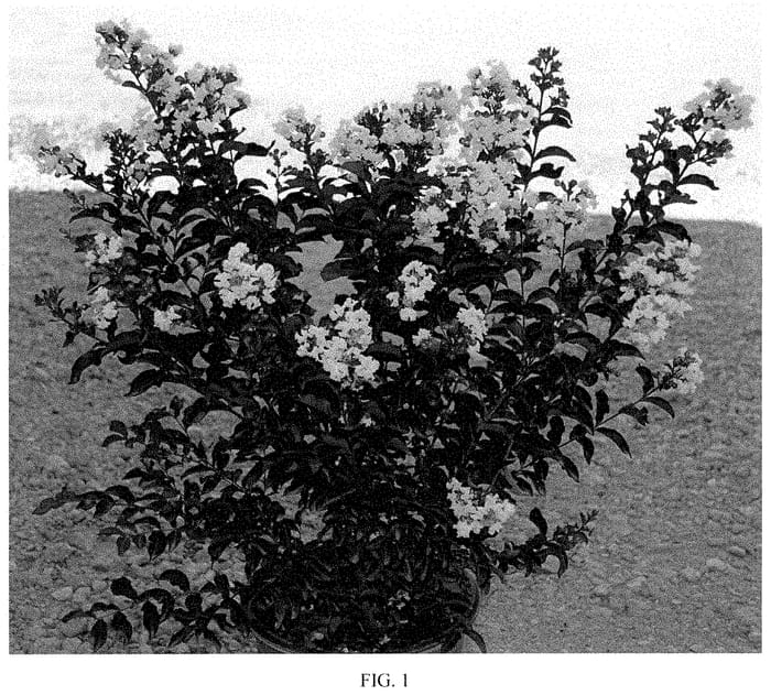 Figure 1 of US plant patent PP35129, the photograph of JBG 19020 printed in the patent.