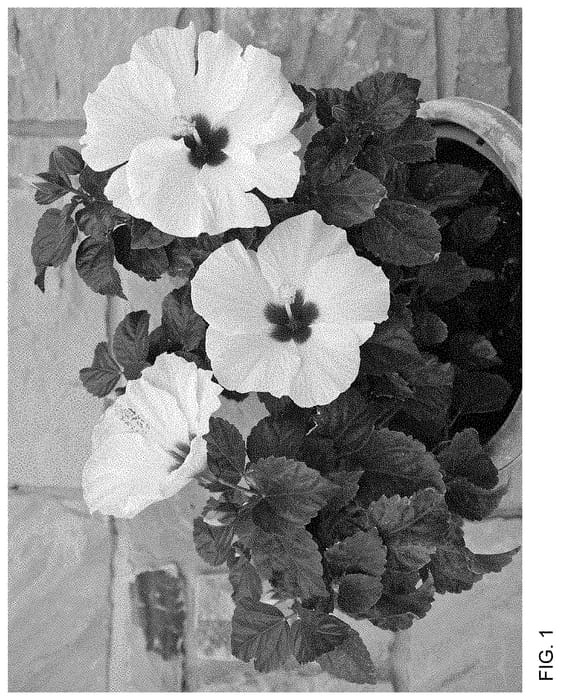 Figure 1 of US plant patent PP35130, the photograph of White Treasure Wind printed in the patent.