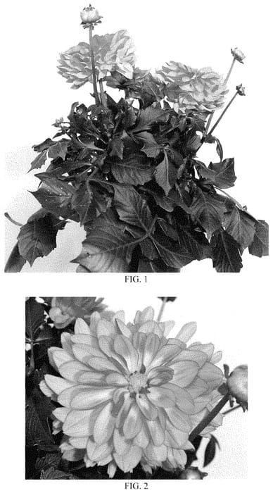 Figure 1 of US plant patent PP35131, the photograph of Baldateqim printed in the patent.