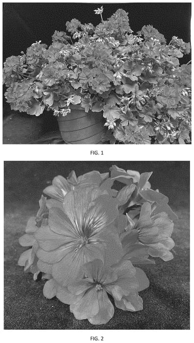Figure 1 of US plant patent PP35132, the photograph of PEQZ0098 printed in the patent.