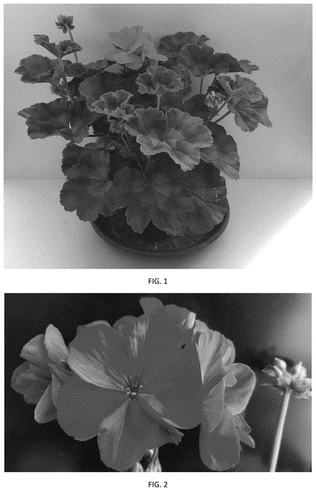 Figure 1 of US plant patent PP35133, the photograph of PEQZ0095 printed in the patent.