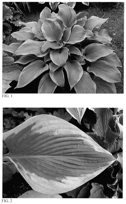 Figure 1 of US plant patent PP35134, the photograph of Lone Star printed in the patent.