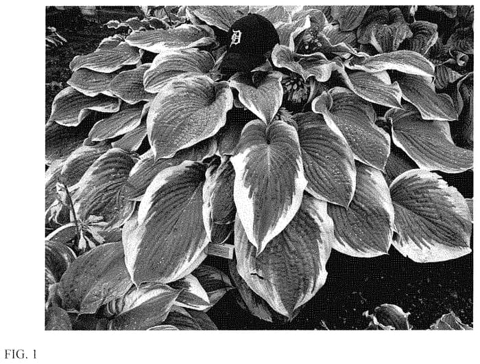 Figure 1 of US plant patent PP35135, the photograph of Gigantosaurus printed in the patent.