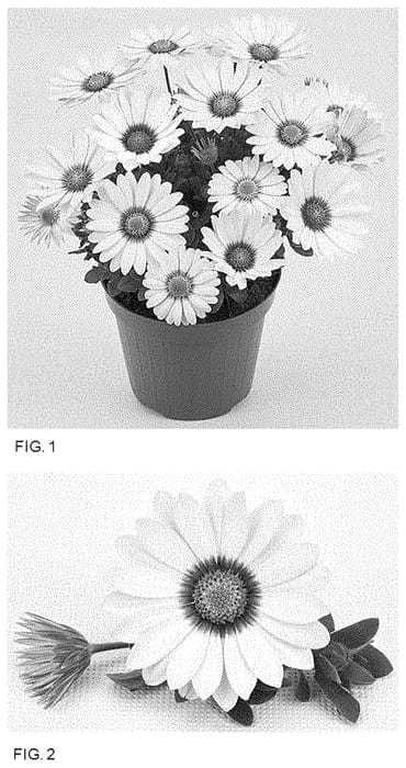 Figure 1 of US plant patent PP35136, the photograph of LAZOST1803 printed in the patent.