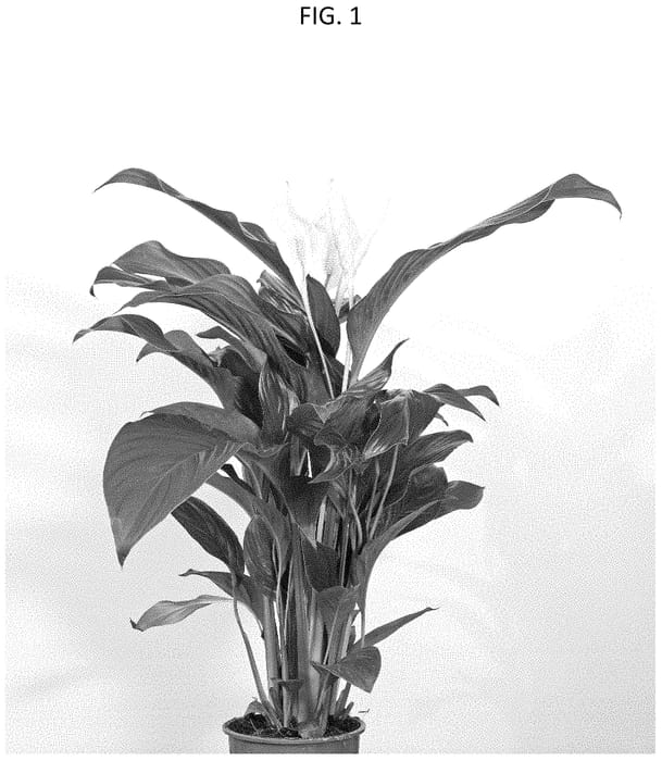 Figure 1 of US plant patent PP35137, the photograph of Sweet Romina printed in the patent.