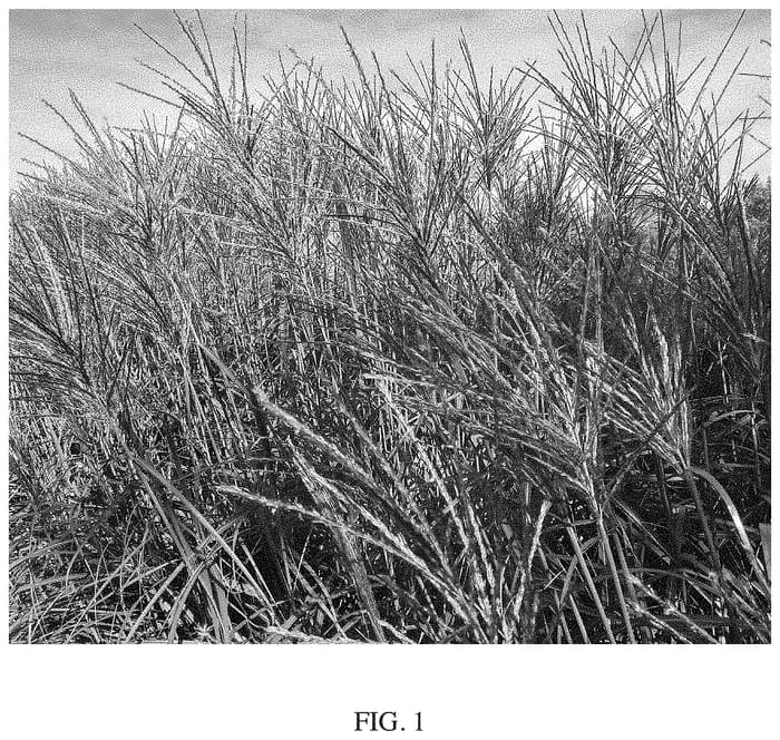 Figure 1 of US plant patent PP35138, the photograph of Red Zenith printed in the patent.