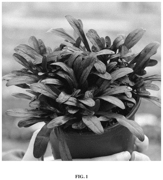 Figure 1 of US plant patent PP35139, the photograph of Nobnig printed in the patent.