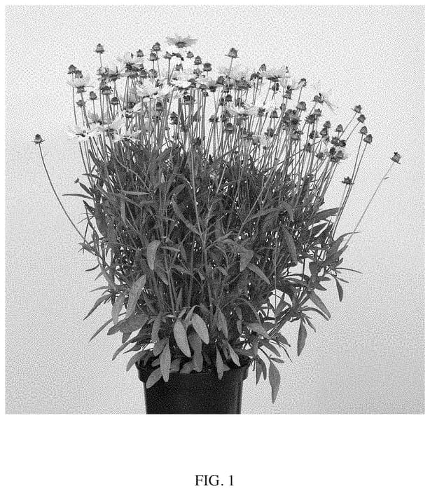 Figure 1 of US plant patent PP35140, the photograph of MVNC1906 printed in the patent.